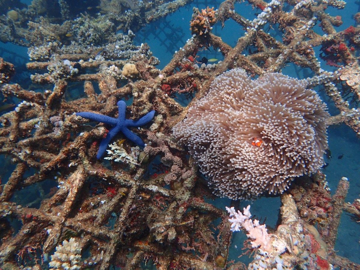 A Little Bit Of Snorkelling&nbsp;Heaven