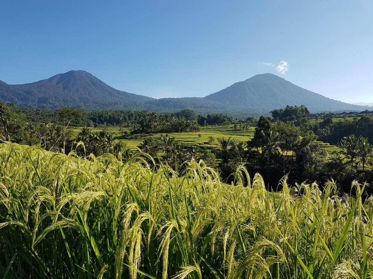 The Human Buttocks Are Not Made For&nbsp;Scooters