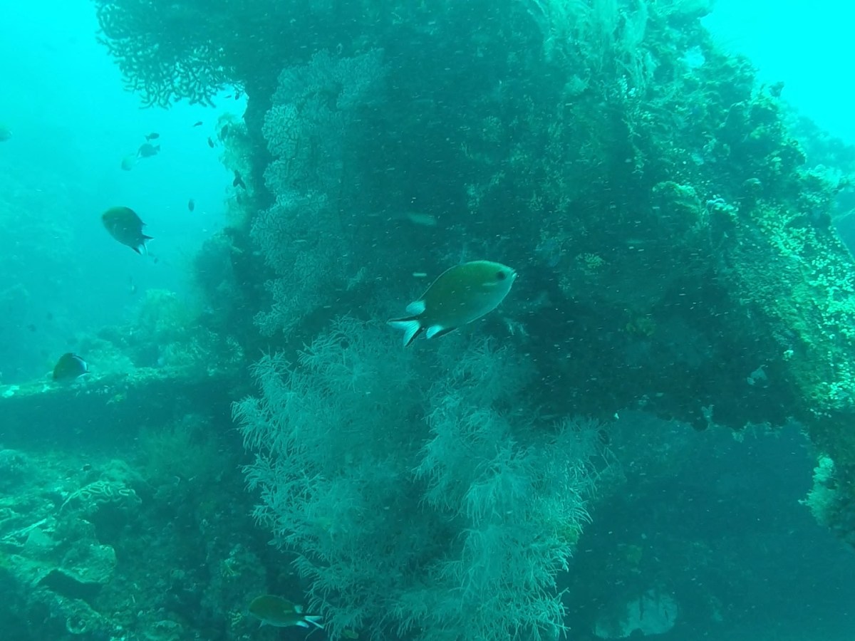 Making Bubbles Around A Bali&nbsp;Wreck
