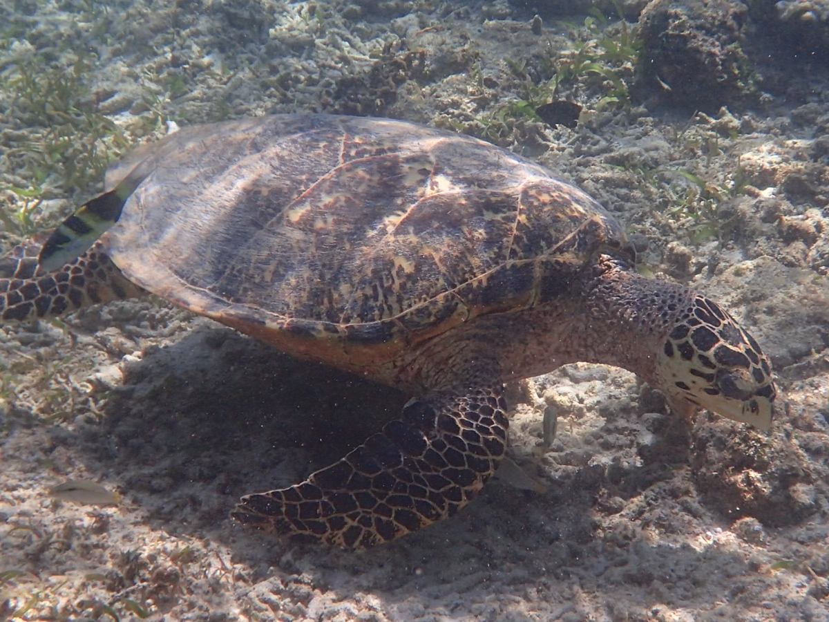 Gili Island Chill&nbsp;Times