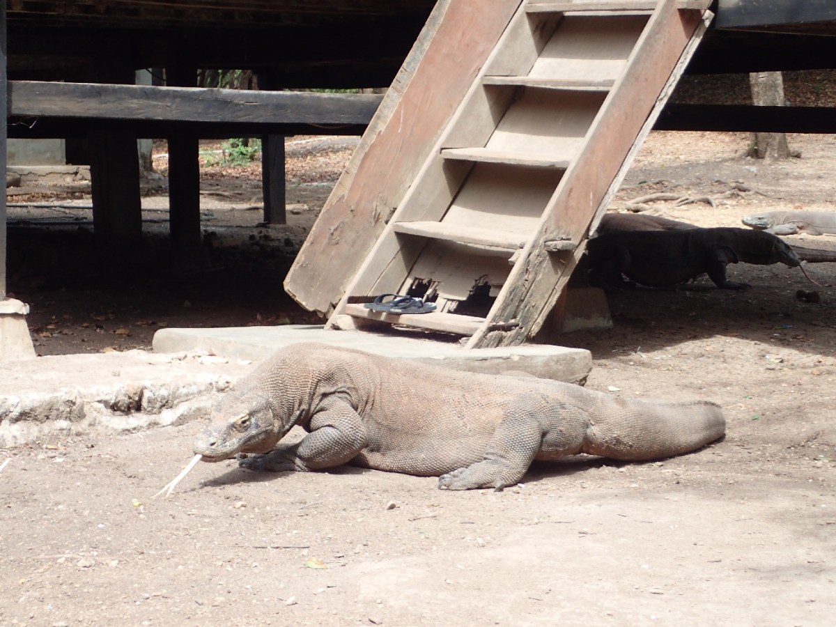 Lombok To Komodo: Day&nbsp;4