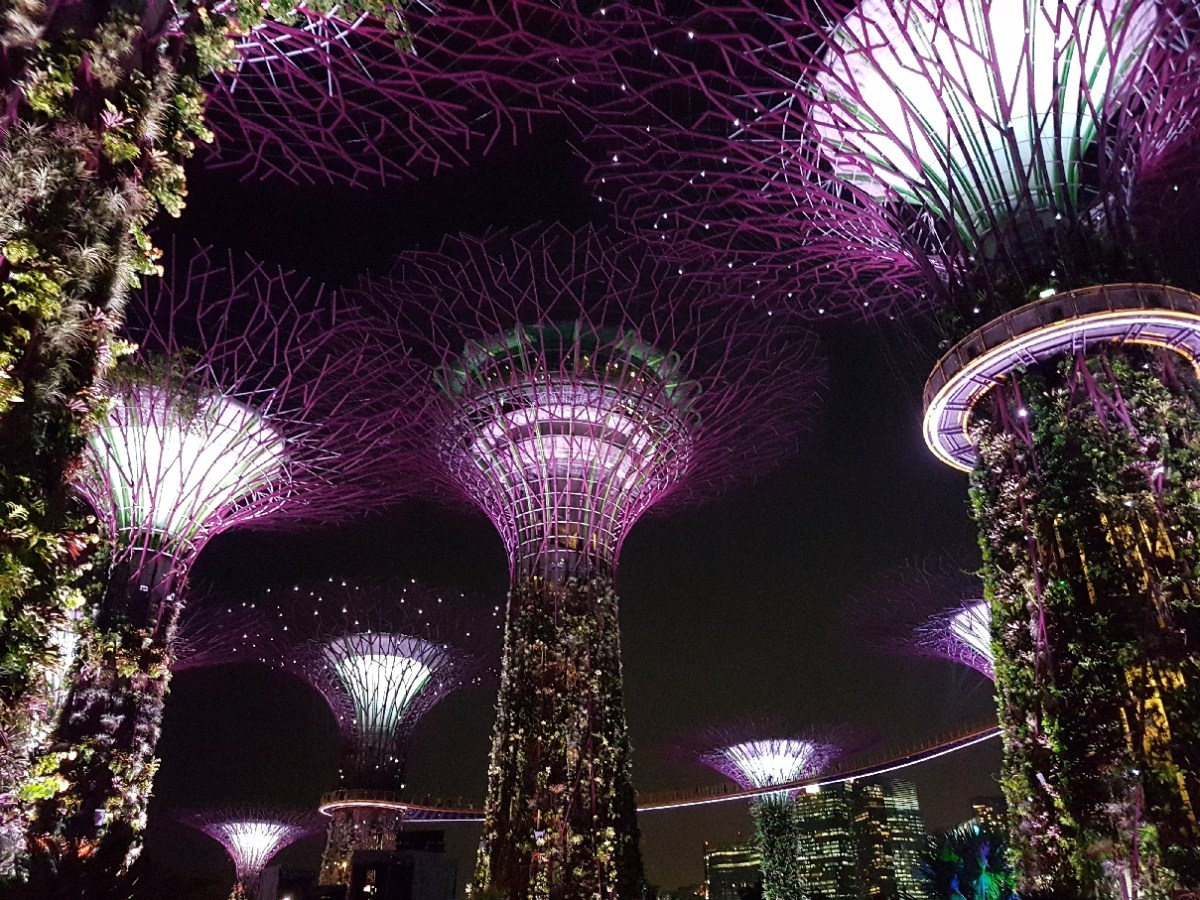 The Superest Trees In All The&nbsp;World