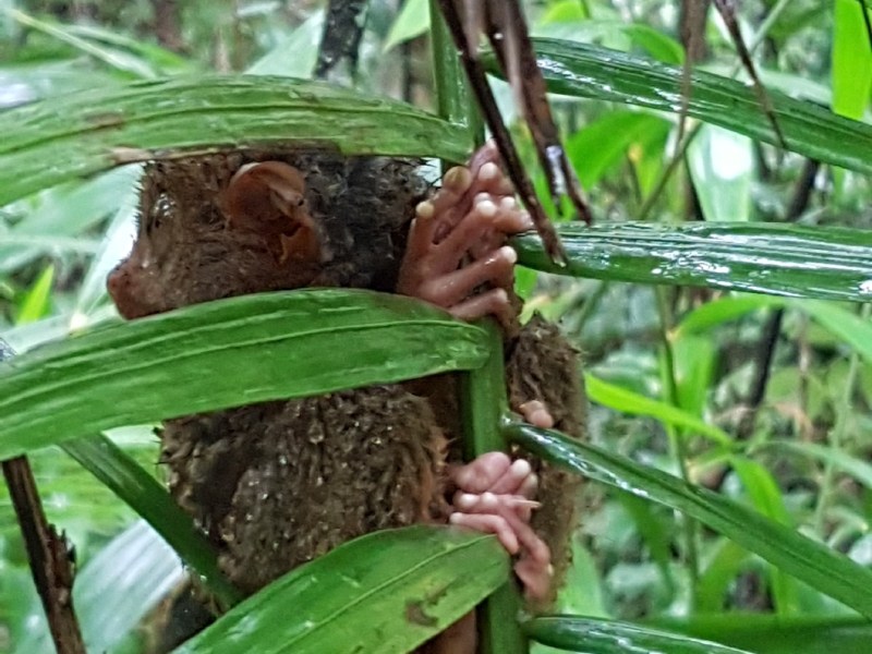 Bohol Day 3 – Scary Tree Rats And&nbsp;Fireflies