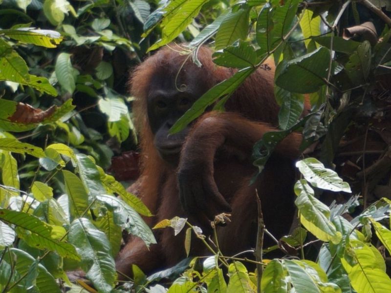 Big, Orange Monkey&nbsp;Balls