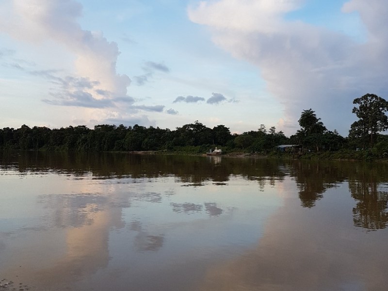 Very Definitely In The&nbsp;Rainforest