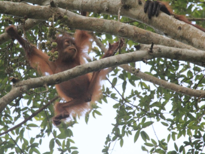 Kinabatangan Adventures With Mr&nbsp;Aji