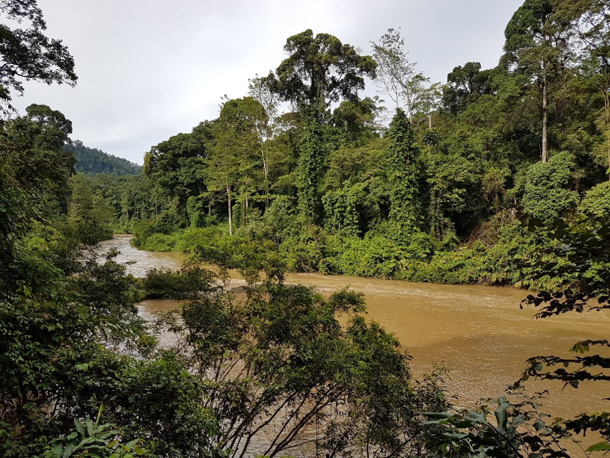 Stuff To Do In Danum Valley Besides Sweat A&nbsp;Lot