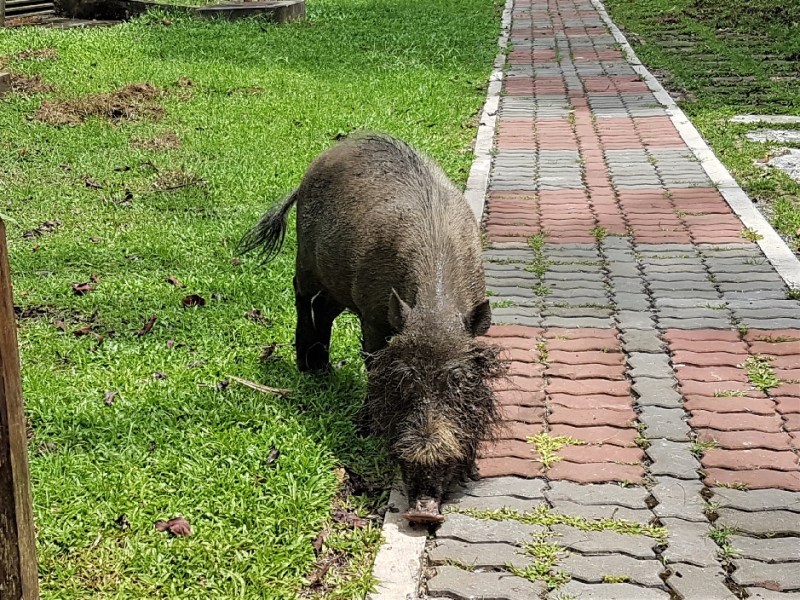 Bako Is The&nbsp;Best