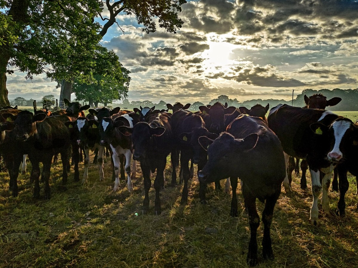 Ribble Way 5: Alston To Longton&nbsp;Marsh