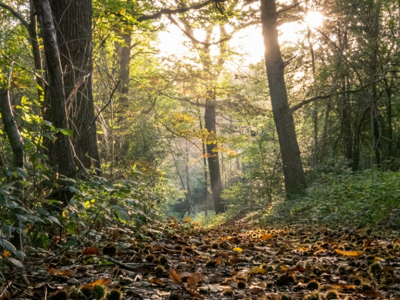 VGW Day 1: East Croydon To Limpsfield&nbsp;Chart