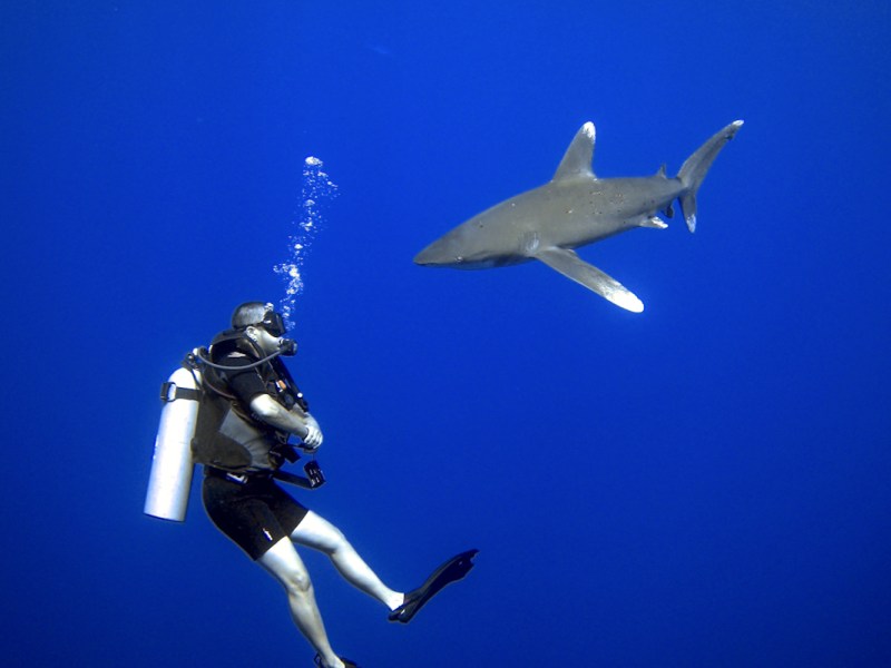 Fish Bothering In The Red&nbsp;Sea