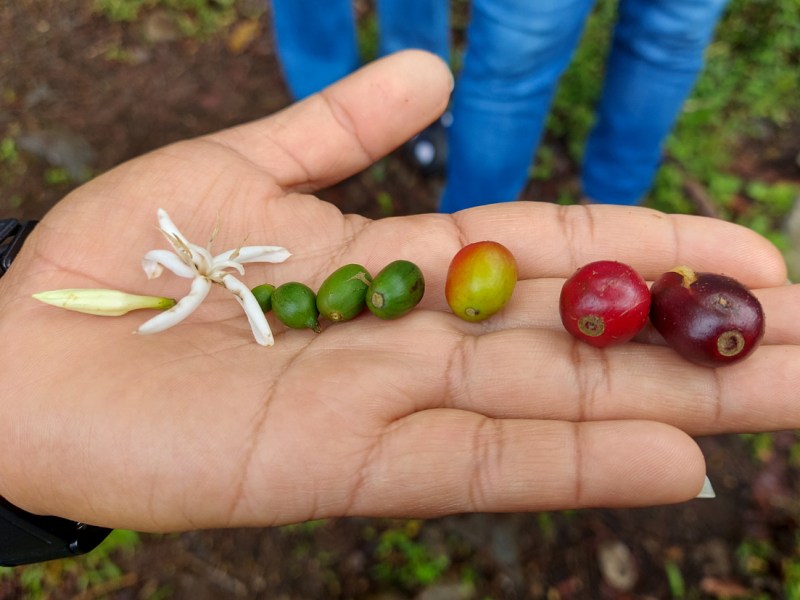 Quite A Pricey&nbsp;Cuppa