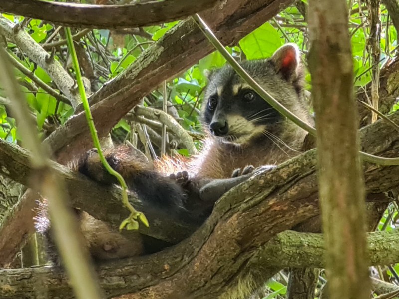 Monkeys & Lizards & Snakes, Oh&nbsp;My