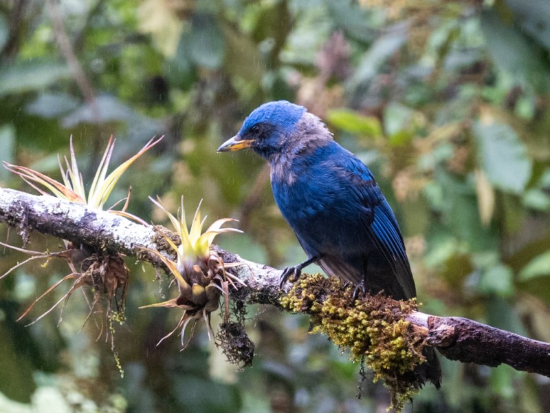 Hunting Quetzals (Unsuccessfully)