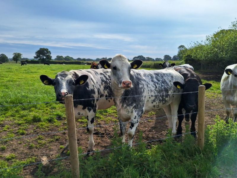 Day 94a – Plumley to&nbsp;Knutsford