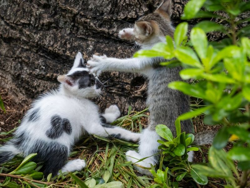 Montenegro 1: Budva In The&nbsp;Rain